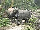 Chitwan Jungle Safari 20.JPG